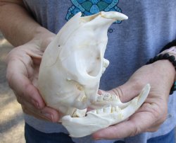 B-Grade 5 inches African Cape Porcupine Skull for $35