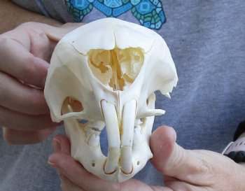 B-Grade 5-1/2 inches African Cape Porcupine Skull for $35