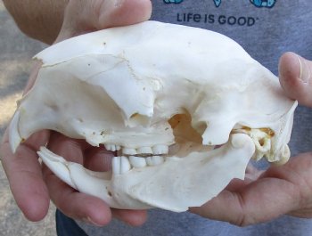 B-Grade 5-1/2 inches African Cape Porcupine Skull for $35