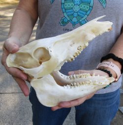 Real Wild Boar Skull 9 inches For Sale for $35