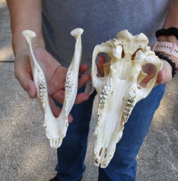 Real Wild Boar Skull 9 inches For Sale for $35