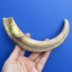 B-Grade 10" Ivory Tusk from African Warthog - $25
