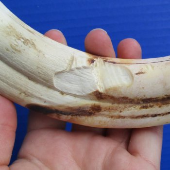 B-Grade 10" Ivory Tusk from African Warthog - $25