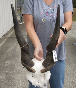 25" Horns on Male Eland Skull Plate - $75