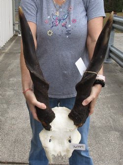 27" Horns on Male Eland Skull Plate - $75