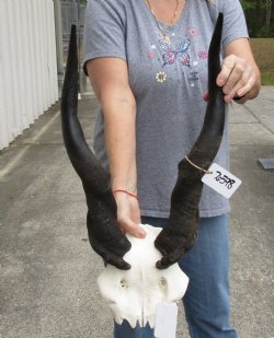 26" Horns on Male Eland Skull Plate - $75
