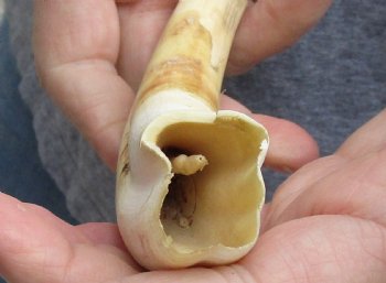B-Grade 9" Ivory Tusk from African Warthog - $18