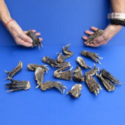 20 Preserved Alligator Feet, 3" to 5" - $25