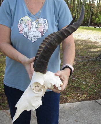 B-Grade 13" Male Blesbok Skull with 14 and 15" Horns for sale - $70