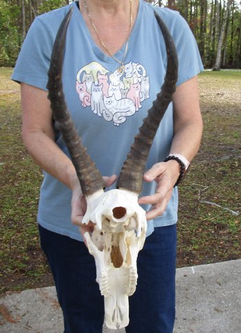 B-Grade 13" Male Blesbok Skull with 14 and 15" Horns for sale - $70