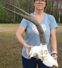 B-Grade African Sable Skull with 25" and 27" Horns - $160