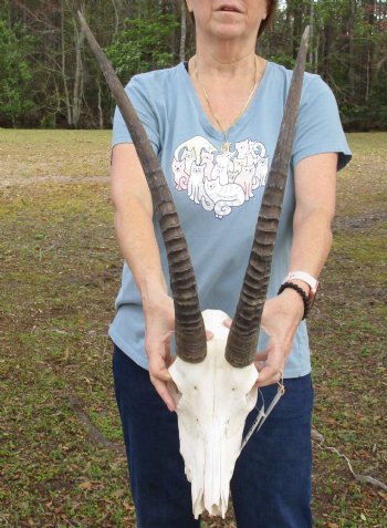 B-Grade African Sable Skull with 22 and 23" Horns - $155