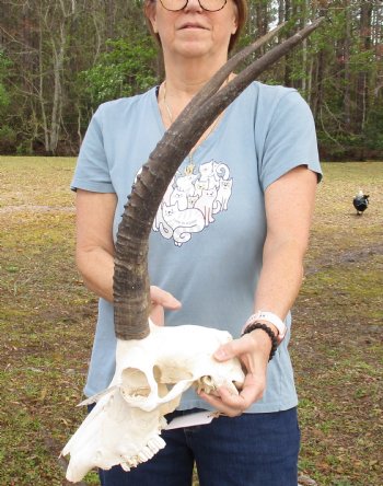 B-Grade African Sable Skull with 22 and 23" Horns - $155