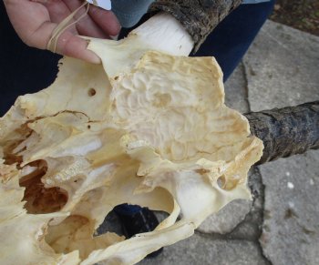 C-Grade African Gemsbok Skull with 38 inch horns for sale - $95