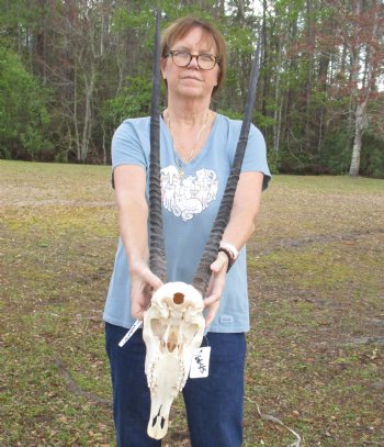 Gemsbok Skull with 25 inch horns for sale - $130
