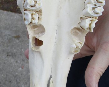 Gemsbok Skull with 25 inch horns for sale - $130