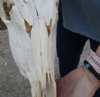 B-Grade African Female Eland skull with 21 inch horns - $110