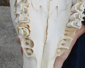 B-Grade African Female Eland skull with 21 inch horns - $110