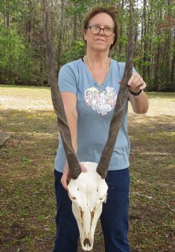 African Female Eland skull with 30 inch horns - $125