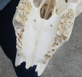 C-Grade African Female Eland skull with 27 inch horns - $95
