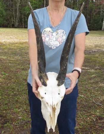 B-Grade African Female Eland skull with 21 inch horns - $95