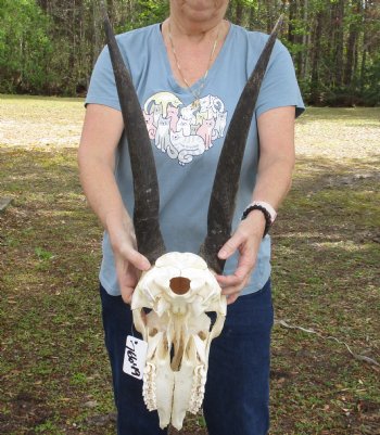 B-Grade African Female Eland skull with 21 inch horns - $95