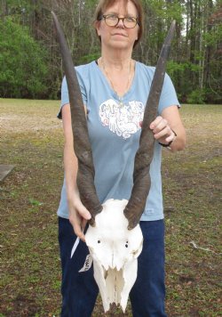 C-Grade African Female Eland skull with 28 inch horns - $95