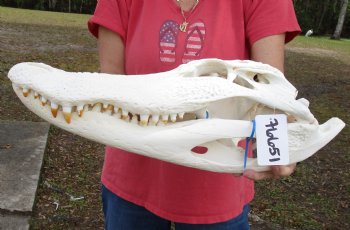 21 inch Florida Alligator Skull for sale - $275