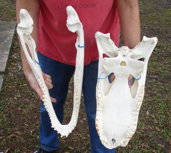 21 inch Florida Alligator Skull for sale - $275