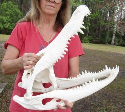 Huge Genuine 22-1/2 inch Florida Alligator Skull - $345 (Signature Required)