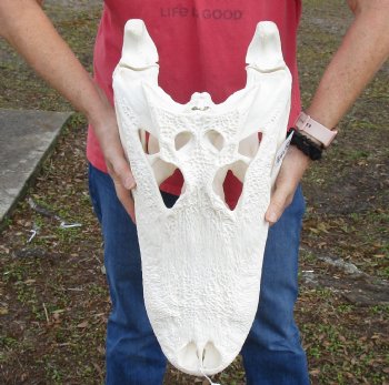 Huge Genuine 22-1/2 inch Florida Alligator Skull - $345 (Signature Required)