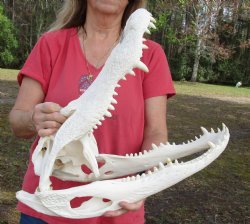 Authentic 20 inch Florida Alligator Skull - $265