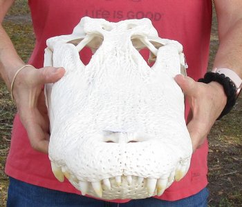 Authentic 20 inch Florida Alligator Skull - $265