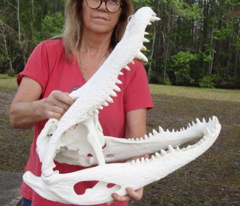 Huge Authentic 22-1/2 inch Florida Alligator Skull - $345 (Signature Required)