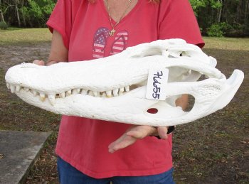 Huge Authentic 22-1/2 inch Florida Alligator Skull - $345 (Signature Required)