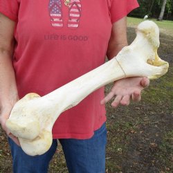 19" Giraffe Femur Leg Bone - $60