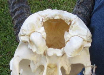 B-Grade African Gemsbok Skull with 31 inch horns - $120