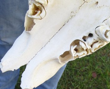 B-Grade African Gemsbok Skull with 35 and 36 inch horns - $120