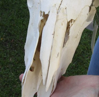 B-Grade African Gemsbok Skull with 35 and 36 inch horns - $120