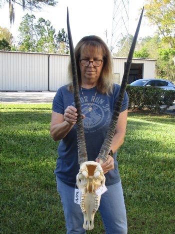 B-Grade African Gemsbok Skull with 30 inch horns for sale - $120