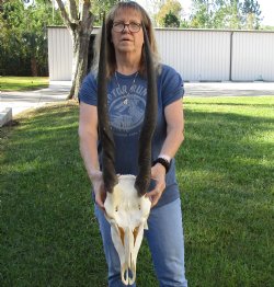 African Female Eland skull with 28 inch horns - $125