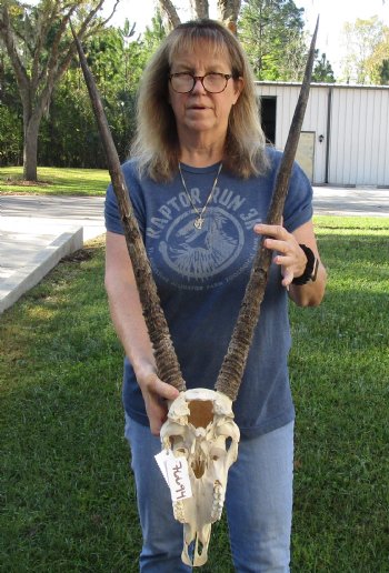 B-Grade African Gemsbok Skull with 28 inch horns for sale - $125