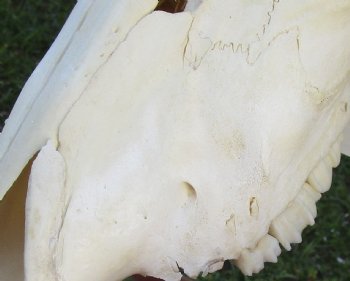 B-Grade African Gemsbok Skull with 28 inch horns for sale - $125