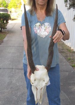 B-Grade African Female Eland skull with 27 inch horns - $110