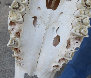 C-Grade African Female Eland skull with 28 inch horns - $90