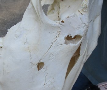 B-Grade African Female Eland skull with 28 and 30 inch horns - $110
