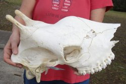 B-Grade Real African Giraffe top skull (No Mandible) for sale $450 (CITES #P-000007981) (Signature Required)