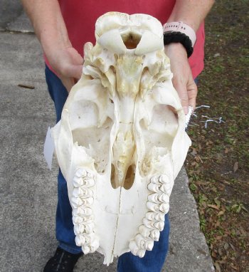 B-Grade Real African Giraffe top skull (No Mandible) for sale $450 (CITES #P-000007981) (Signature Required)