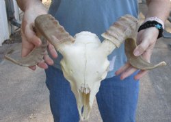 B-Grade African Merino Ram/Sheep Skull with 16 inch Horns for sale - $115