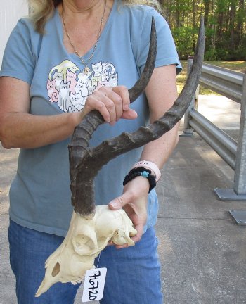 Authentic African Impala Skull with 20 inch Horns, buy this one for - $95
